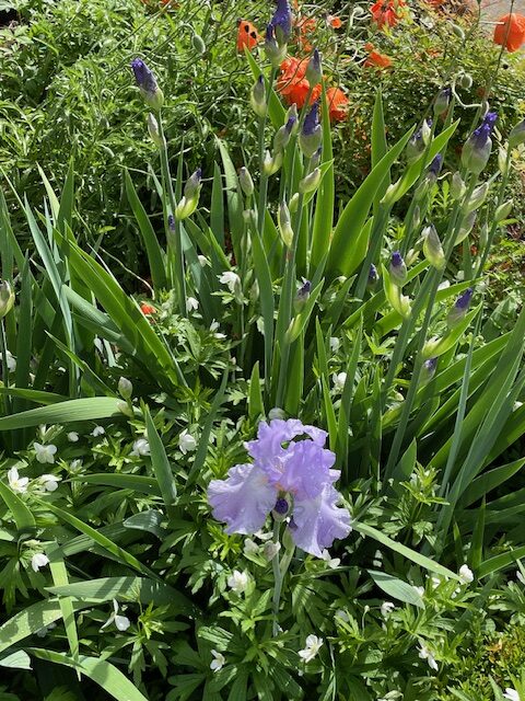 Flowers!!!