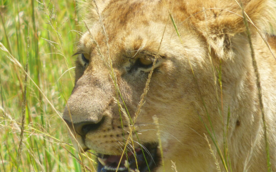Lion! Up Close and Personal! Oh My!