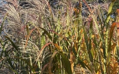Dancing Ornamental Grasses