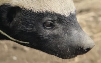 Stoffel, the Honey Badger