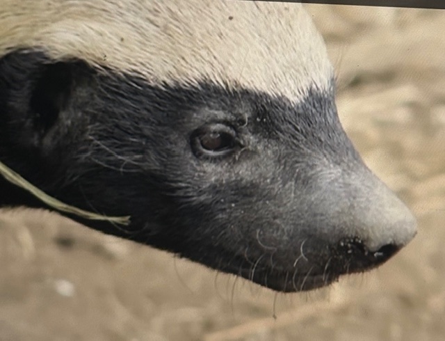 Stoffel, the Honey Badger
