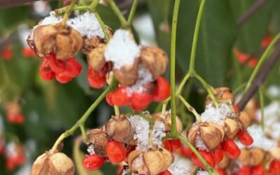 Take a Walk with Me!