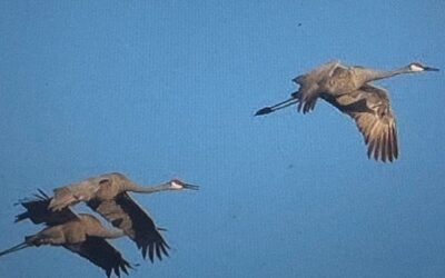 Sandhill Cranes Migrating over Our Treehouse!