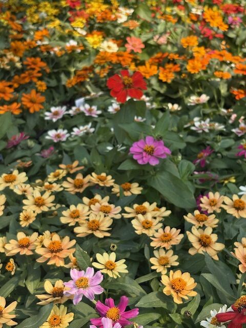 Picking out the Flowers!