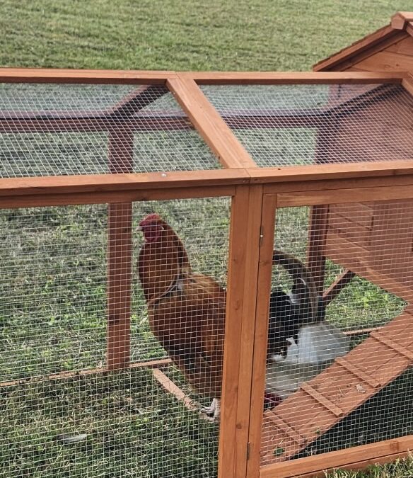 A New Neighbor in the Neighborhood!